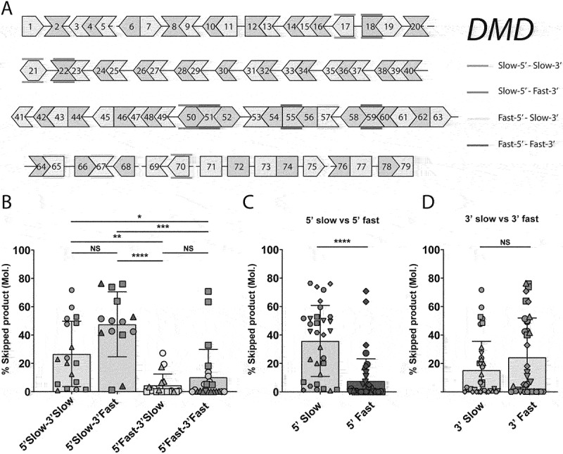 <i>DMD</i> antisense oligonucleotide mediated exon skipping efficiency correlates with flanking intron retention time and target position within the exon.