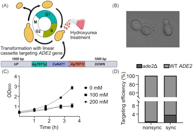 Split-marker-mediated genome editing improves homologous recombination frequency in the CTG clade yeast Candida intermedia.