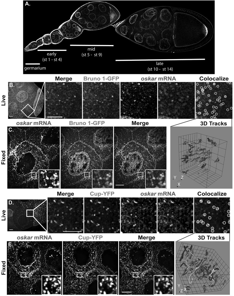 Cup is essential for <i>oskar</i> mRNA translational repression during early <i>Drosophila</i> oogenesis.