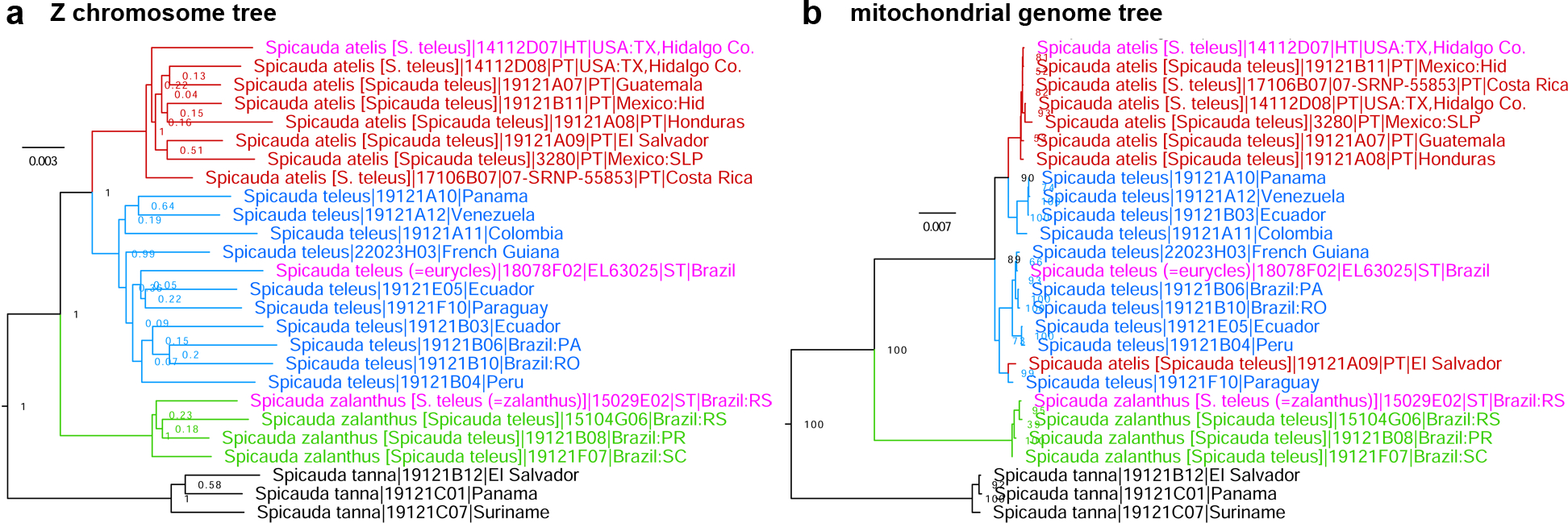 Thirteen new species of butterflies (Lepidoptera: Hesperiidae) from Texas.