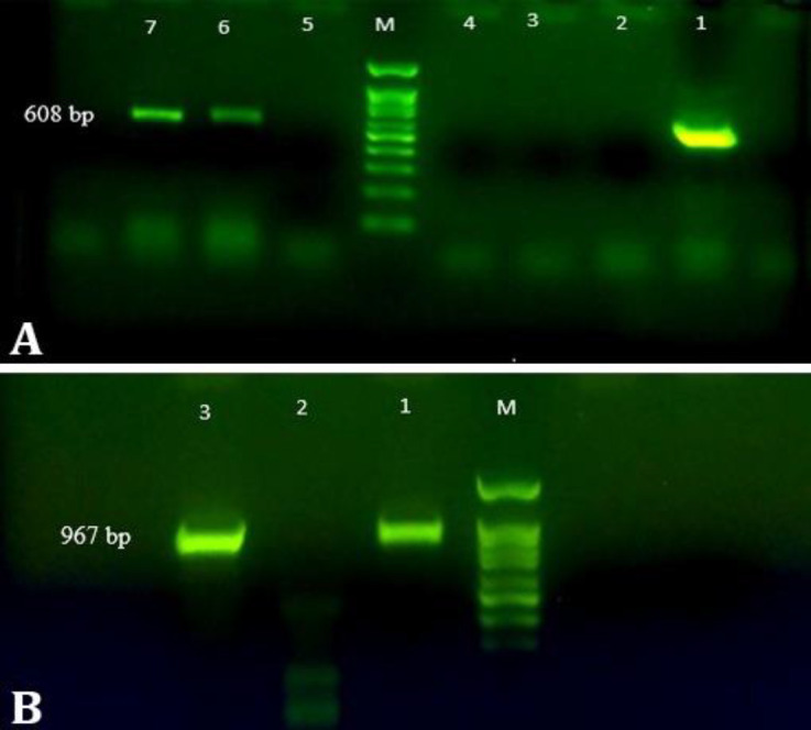 Phylogenetic analysis of pigeon adenovirus 1 in clinical specimens of domestic pigeons (<i>Columba livia domestica</i>) in Iran.