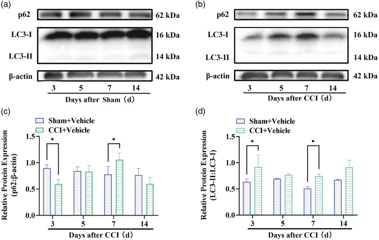 Urolithin A alleviates neuropathic pain and activates mitophagy.