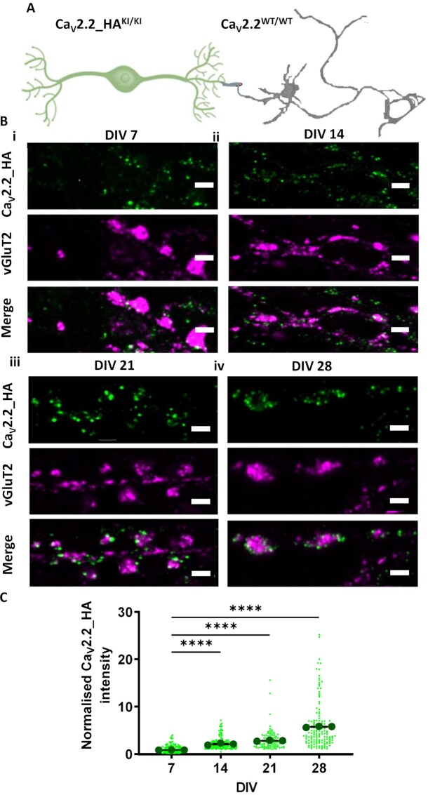 Capsaicin-Induced Endocytosis of Endogenous Presynaptic Ca<sub>V</sub>2.2 in DRG-Spinal Cord Co-Cultures Inhibits Presynaptic Function.