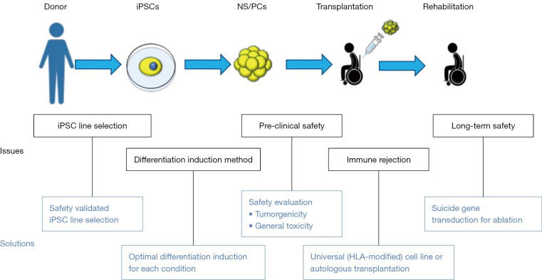 Current status and prospects of regenerative medicine for spinal cord injury using human induced pluripotent stem cells: a review.