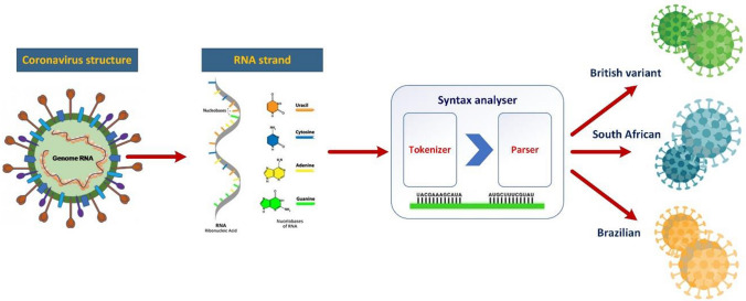 Linguistic methods in healthcare application and COVID-19 variants classification.