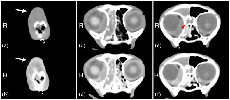 Successful rescue treatment using chlorambucil for presumed recurrence of sinonasal lymphoma in a cat.