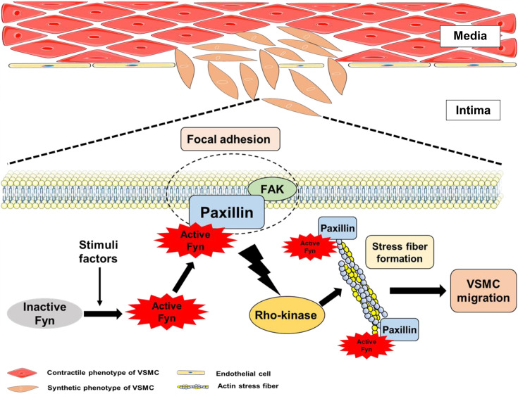 Direct active Fyn-paxillin interaction regulates vascular smooth muscle cell migration.