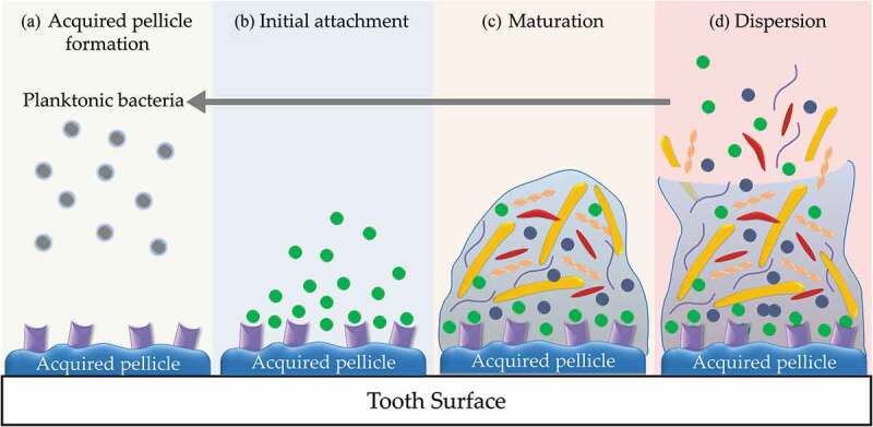 Current concepts in the pathogenesis of periodontitis: from symbiosis to dysbiosis.