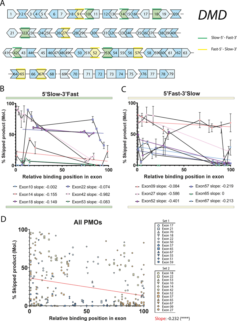 <i>DMD</i> antisense oligonucleotide mediated exon skipping efficiency correlates with flanking intron retention time and target position within the exon.