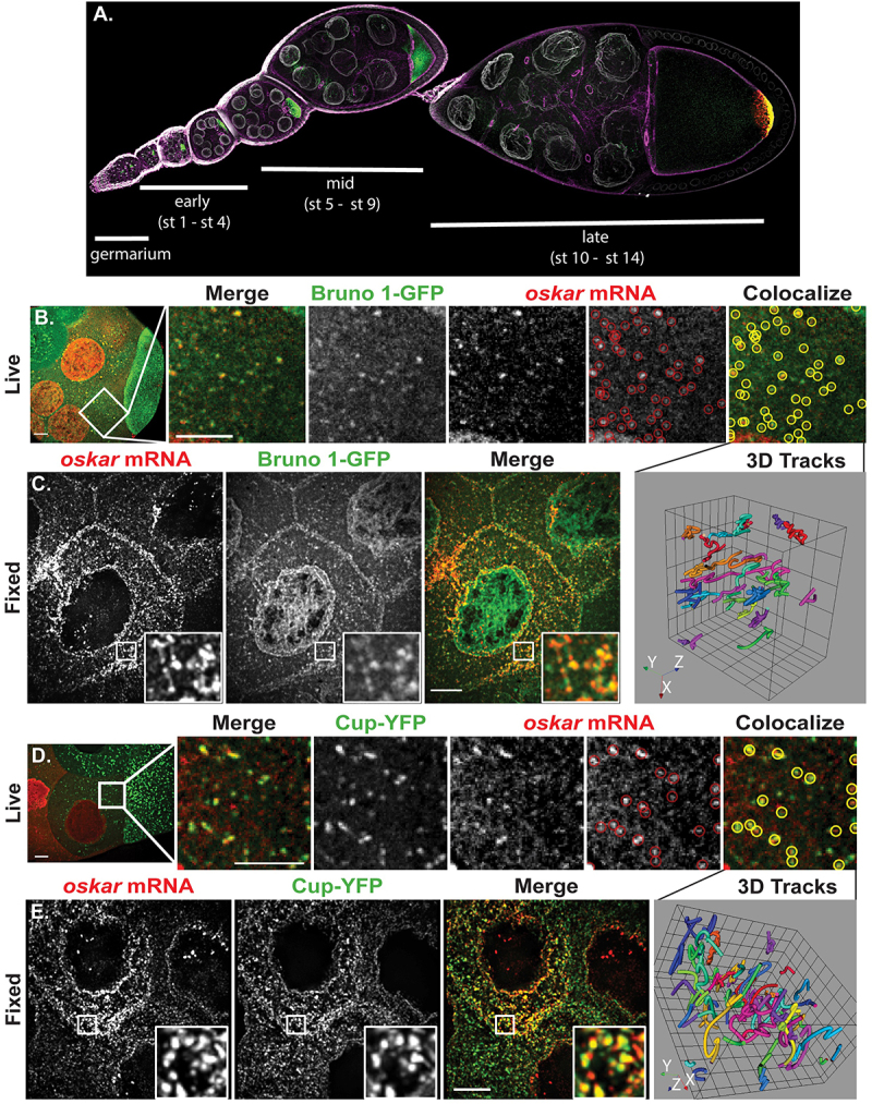 Cup is essential for <i>oskar</i> mRNA translational repression during early <i>Drosophila</i> oogenesis.