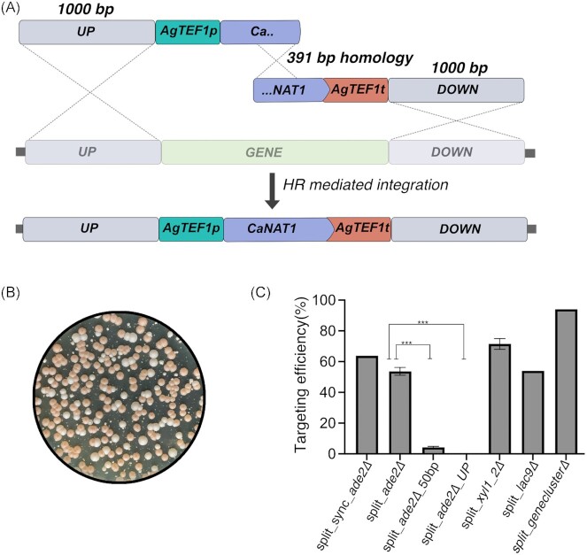 Split-marker-mediated genome editing improves homologous recombination frequency in the CTG clade yeast Candida intermedia.