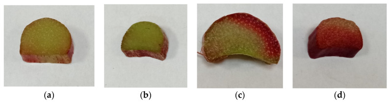 Varietal Differences in Juice, Pomace and Root Biochemical Characteristics of Four Rhubarb (<i>Rheum rhabarbarum</i> L.) Cultivars.