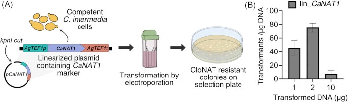 Split-marker-mediated genome editing improves homologous recombination frequency in the CTG clade yeast Candida intermedia.