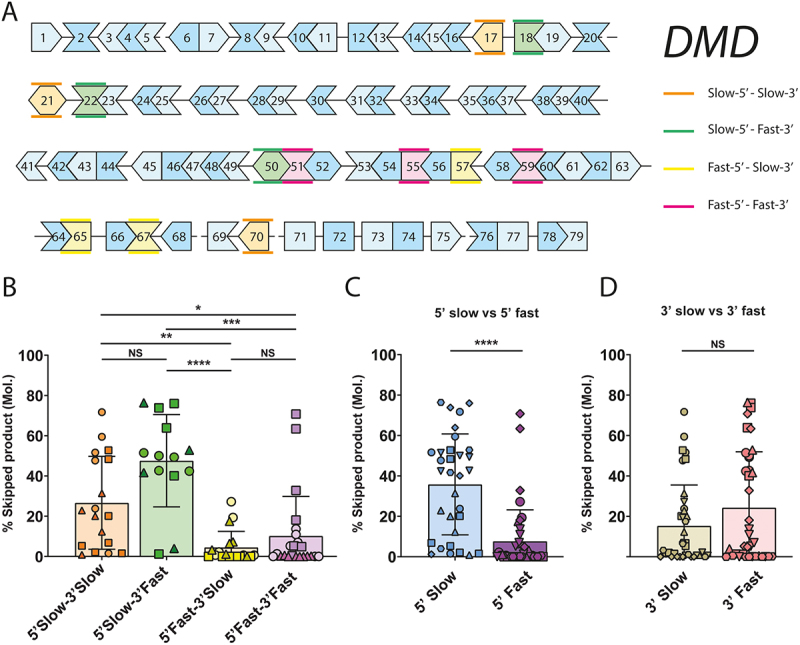 <i>DMD</i> antisense oligonucleotide mediated exon skipping efficiency correlates with flanking intron retention time and target position within the exon.