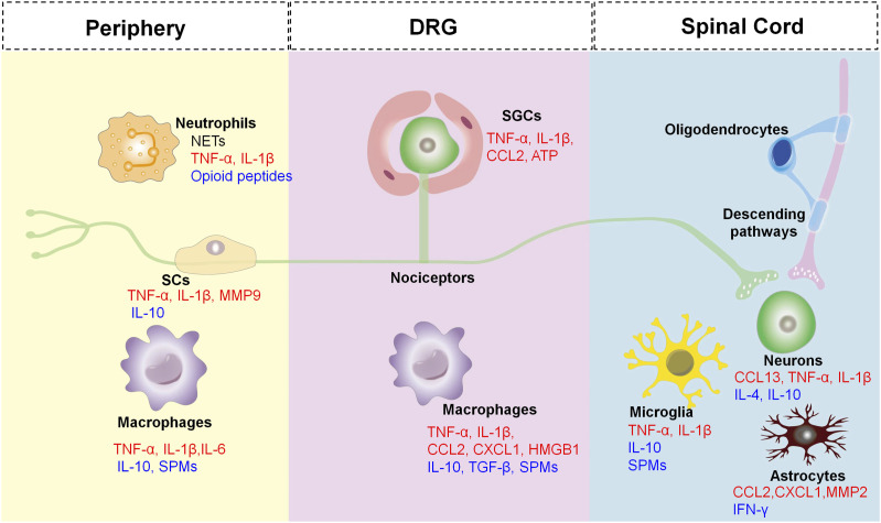 Inflammation in pathogenesis of chronic pain: Foe and friend.