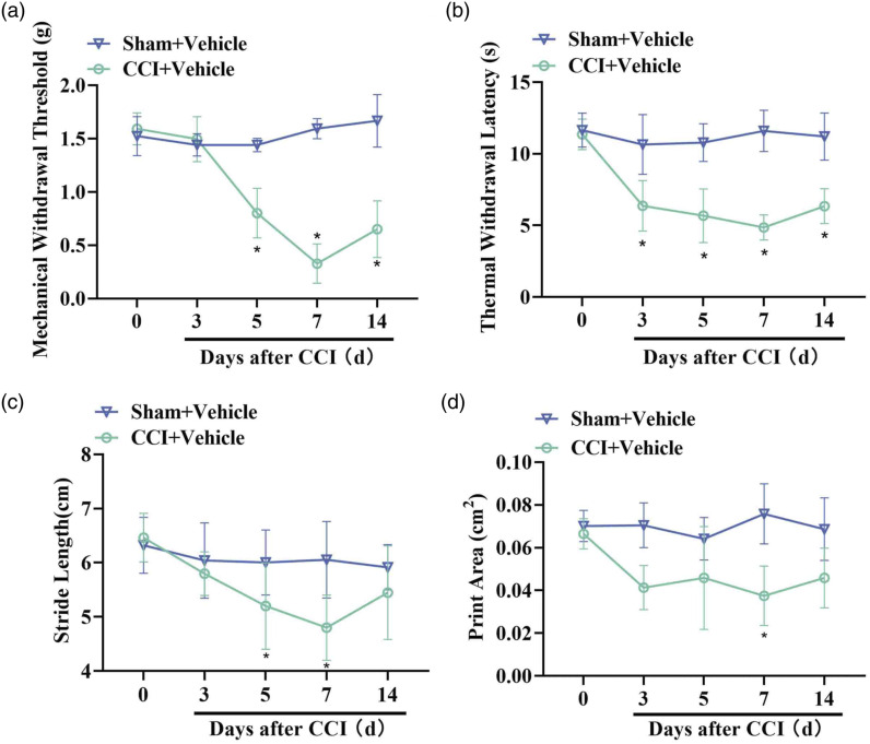 Urolithin A alleviates neuropathic pain and activates mitophagy.