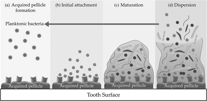 Current concepts in the pathogenesis of periodontitis: from symbiosis to dysbiosis.