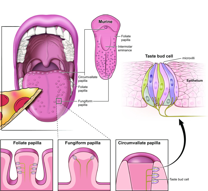 A systematic review of the biological mediators of fat taste and smell.