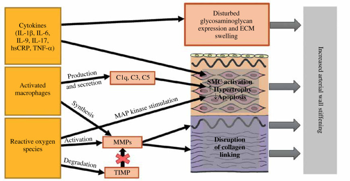 Immunological mechanisms of arterial damage in pediatric patients with primary hypertension.