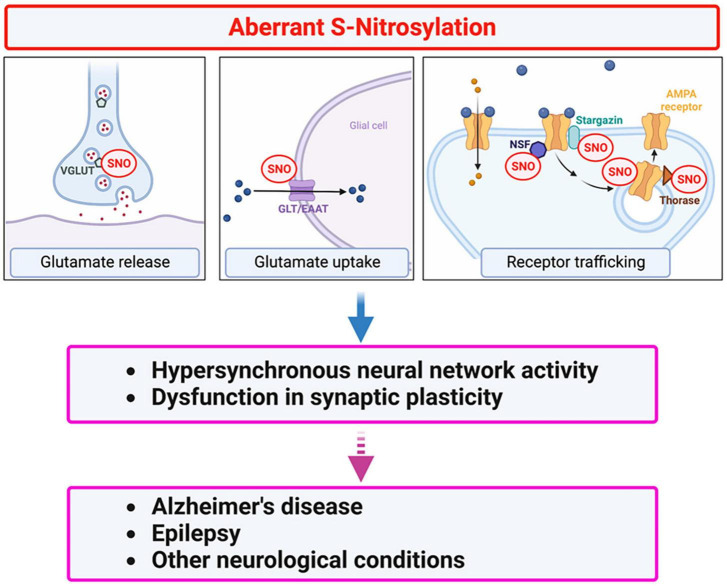 Aberrant protein S-nitrosylation contributes to hyperexcitability-induced synaptic damage in Alzheimer's disease: Mechanistic insights and potential therapies.