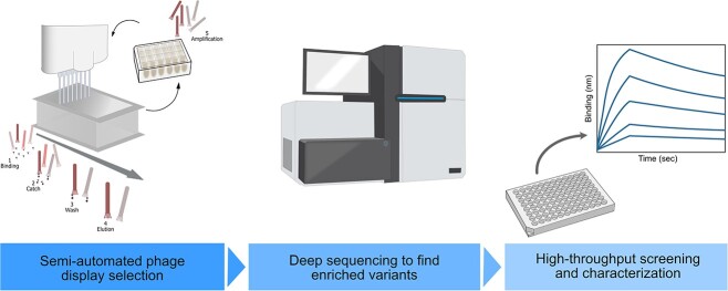 An easy-to-use high-throughput selection system for the discovery of recombinant protein binders from alternative scaffold libraries.