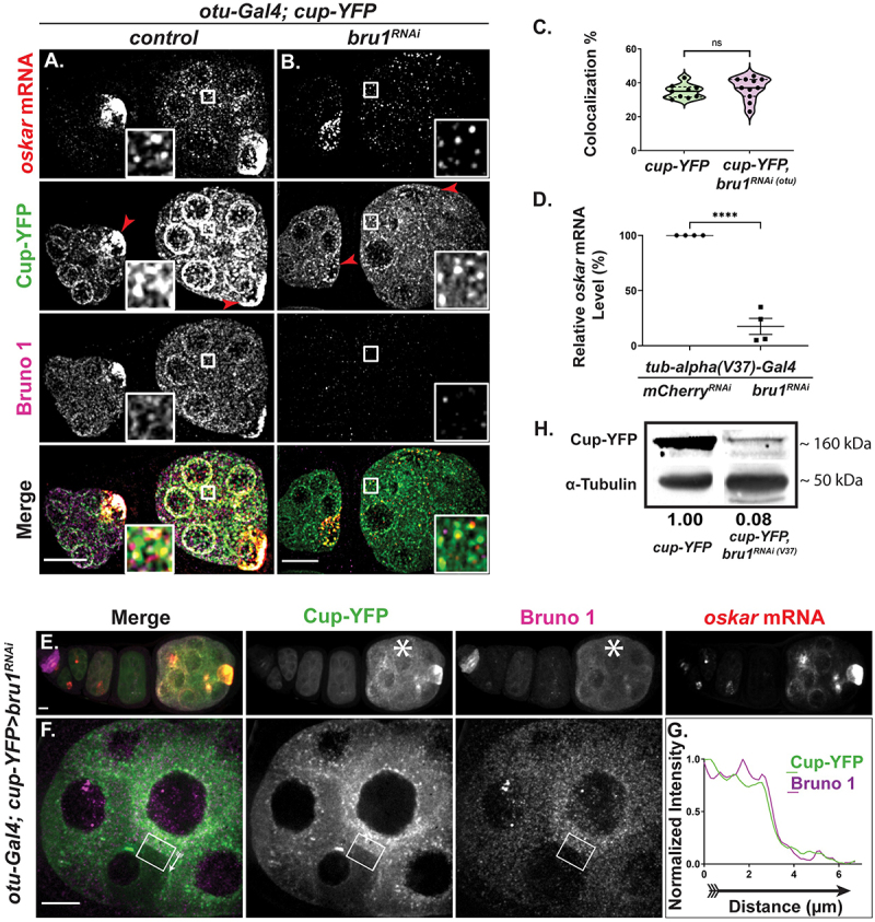 Cup is essential for <i>oskar</i> mRNA translational repression during early <i>Drosophila</i> oogenesis.