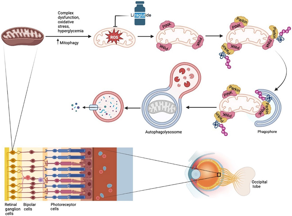 The protective role of GLP-1 in neuro-ophthalmology.