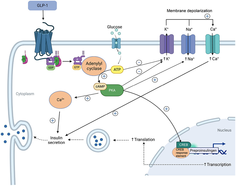 The protective role of GLP-1 in neuro-ophthalmology.