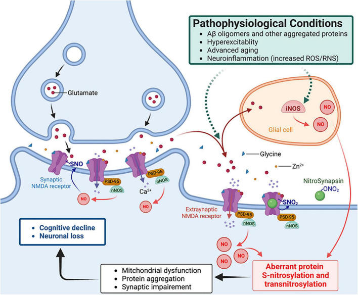 Aberrant protein S-nitrosylation contributes to hyperexcitability-induced synaptic damage in Alzheimer's disease: Mechanistic insights and potential therapies.