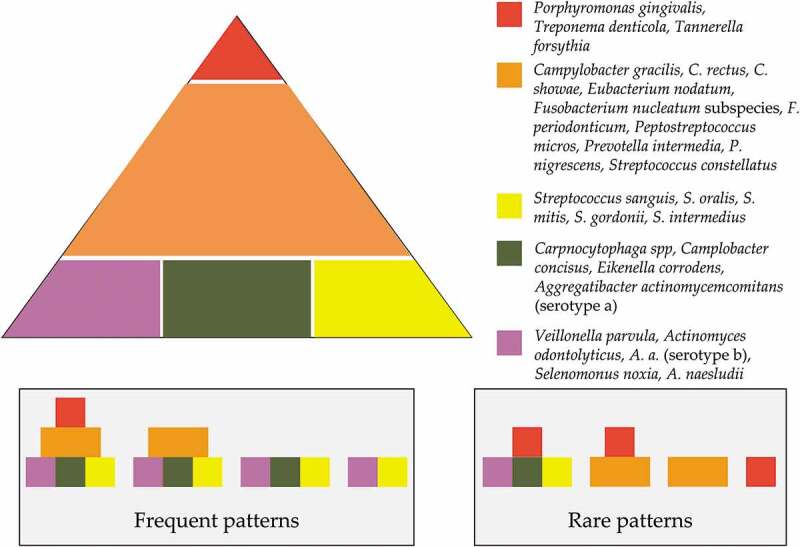 Current concepts in the pathogenesis of periodontitis: from symbiosis to dysbiosis.