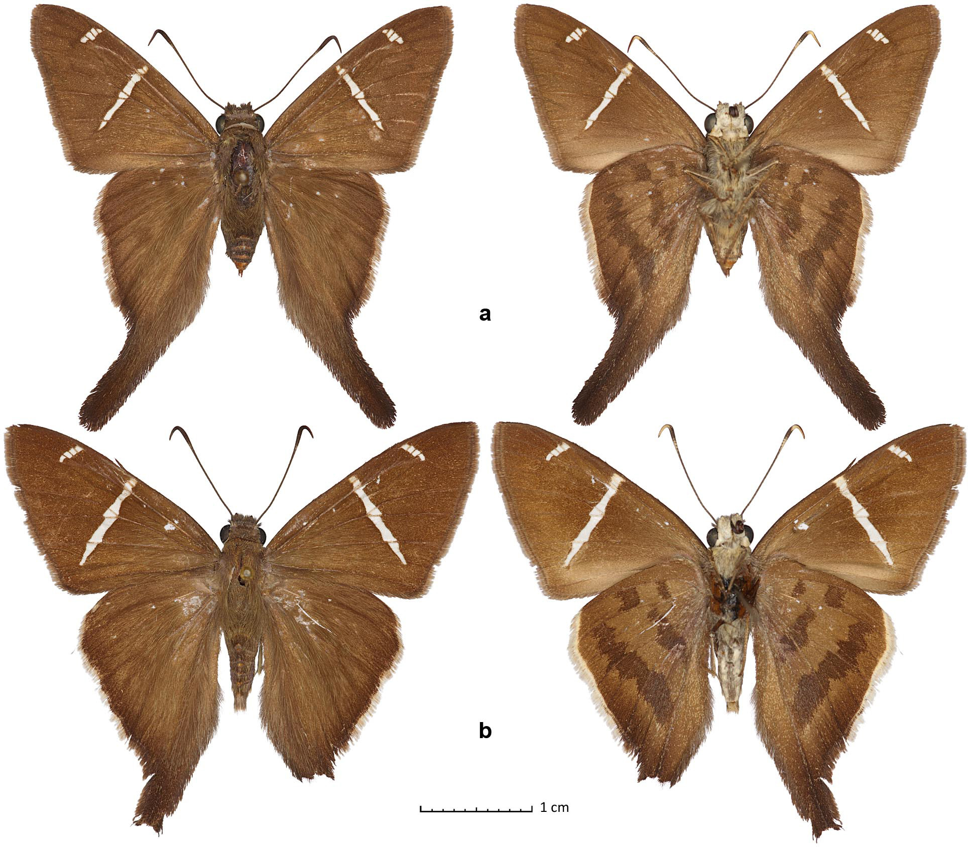 Thirteen new species of butterflies (Lepidoptera: Hesperiidae) from Texas.