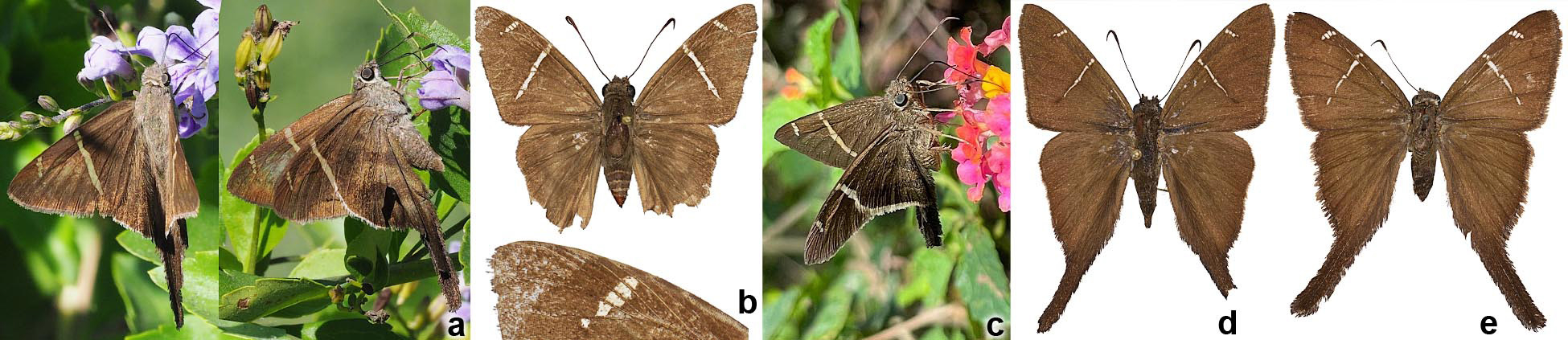 Thirteen new species of butterflies (Lepidoptera: Hesperiidae) from Texas.