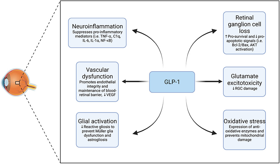 The protective role of GLP-1 in neuro-ophthalmology.