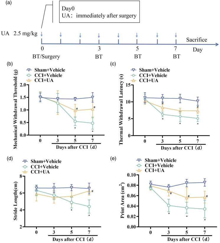 Urolithin A alleviates neuropathic pain and activates mitophagy.