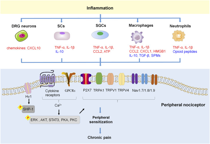 Inflammation in pathogenesis of chronic pain: Foe and friend.