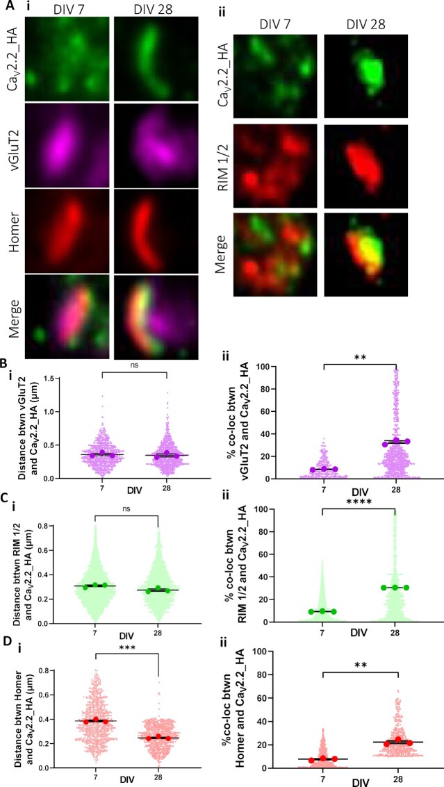 Capsaicin-Induced Endocytosis of Endogenous Presynaptic Ca<sub>V</sub>2.2 in DRG-Spinal Cord Co-Cultures Inhibits Presynaptic Function.