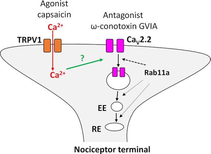 Capsaicin-Induced Endocytosis of Endogenous Presynaptic Ca<sub>V</sub>2.2 in DRG-Spinal Cord Co-Cultures Inhibits Presynaptic Function.