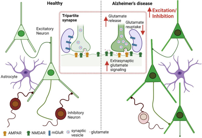 Aberrant protein S-nitrosylation contributes to hyperexcitability-induced synaptic damage in Alzheimer's disease: Mechanistic insights and potential therapies.