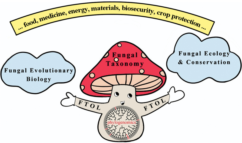 Fungal taxonomy: current status and research agendas for the interdisciplinary and globalisation era.