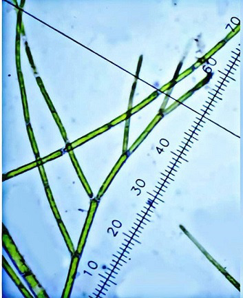 Abstract Image