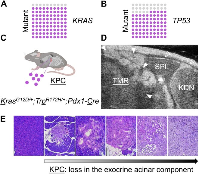 Driver Mutations of Pancreatic Cancer Affect Ca<sup>2+</sup> Signaling and ATP Production.