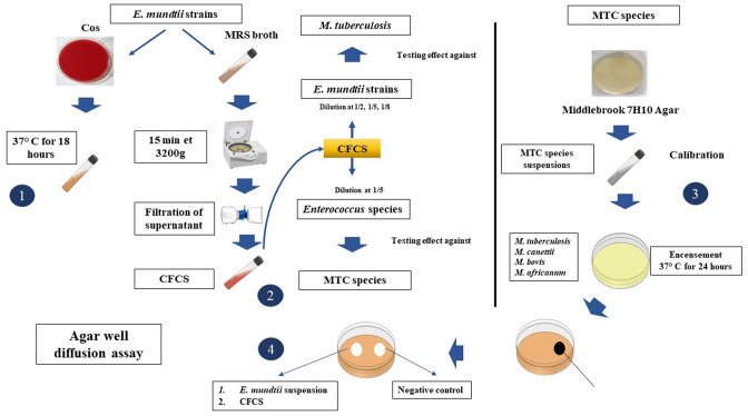 The <i>Enterococcus</i> secretome inhibits the growth of <i>Mycobacterium tuberculosis</i> complex mycobacteria.