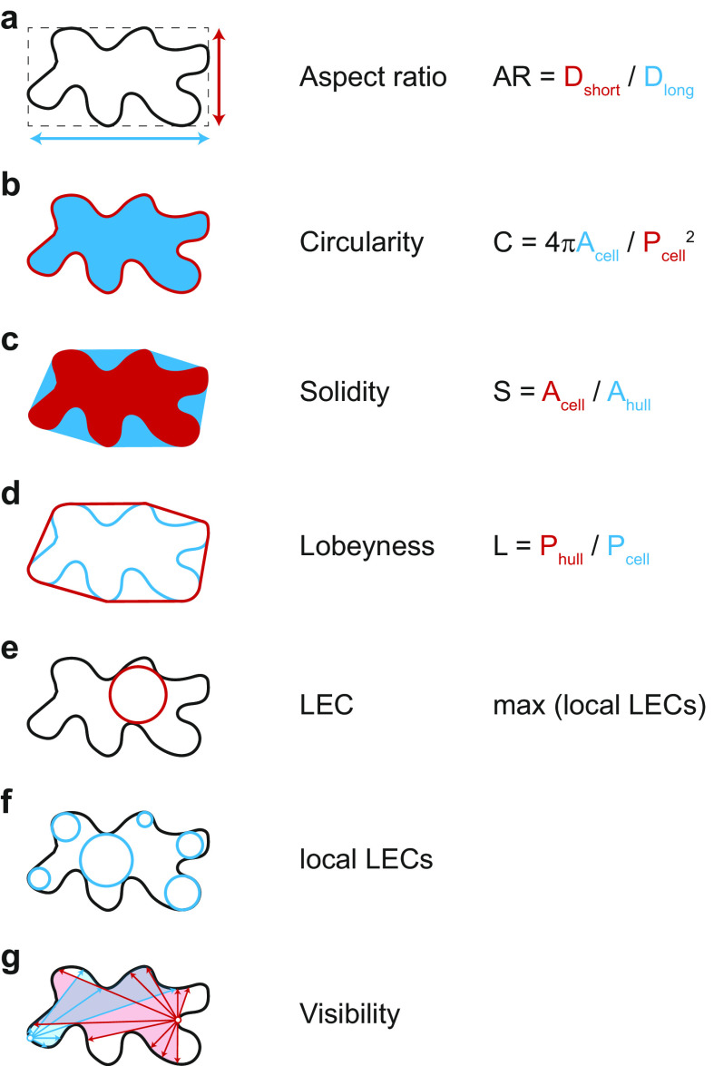 Mechano-chemical regulation of complex cell shape formation: Epidermal pavement cells-A case study.