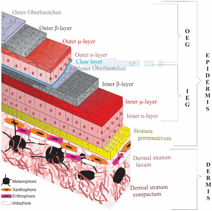 The Story of the Finest Armor: Developmental Aspects of Reptile Skin.