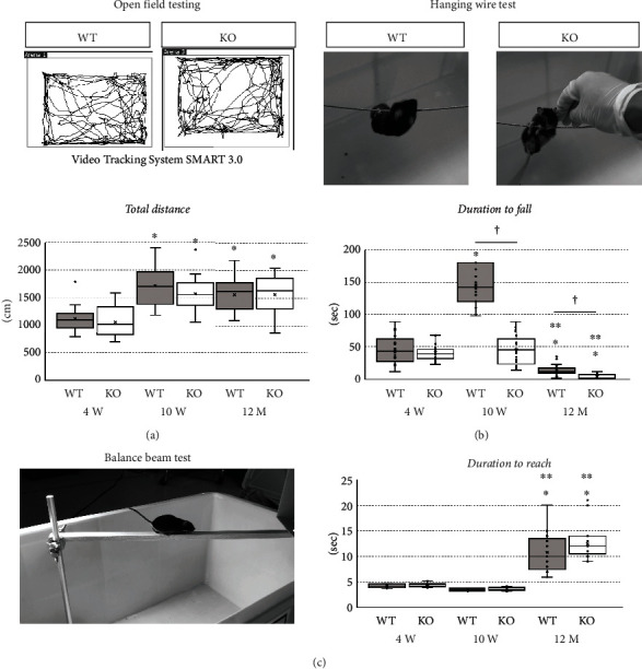 Deficiency of MicroRNA-23-27-24 Clusters Exhibits the Impairment of Myelination in the Central Nervous System.