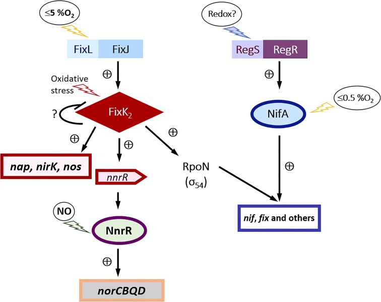 The copper-responsive regulator CsoR is indirectly involved in Bradyrhizobium diazoefficiens denitrification.