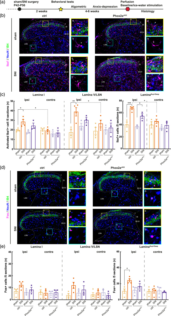 Genetic evidence of the function of Phox2a-expressing anterolateral system neurons in the transmission of chronic pain.