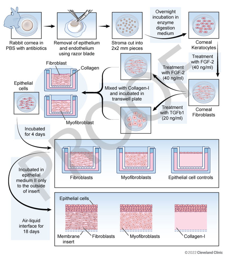 Corneal epithelial basement membrane assembly is mediated by epithelial cells in coordination with corneal fibroblasts during wound healing.