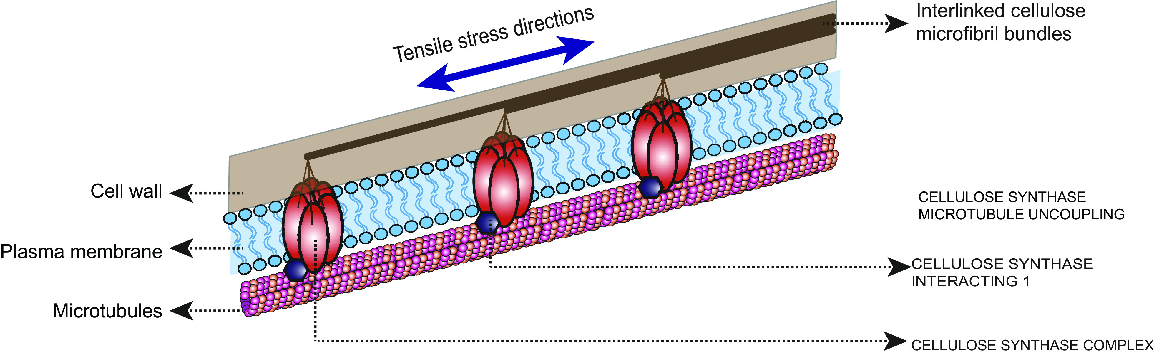 Mechano-chemical regulation of complex cell shape formation: Epidermal pavement cells-A case study.