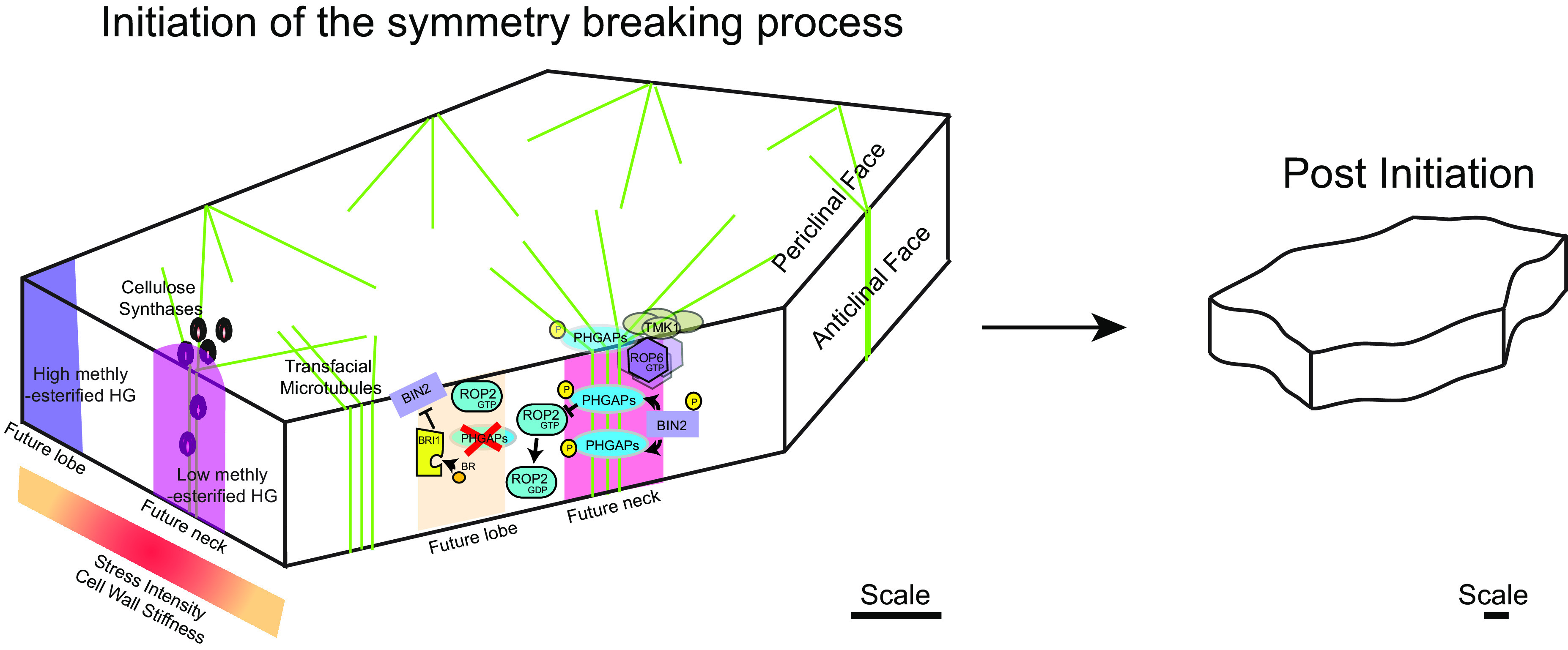 Mechano-chemical regulation of complex cell shape formation: Epidermal pavement cells-A case study.